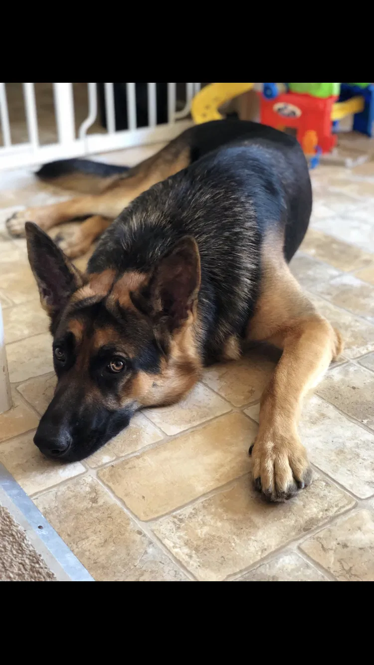 Lost dog in Fayetteville, NC, 28303