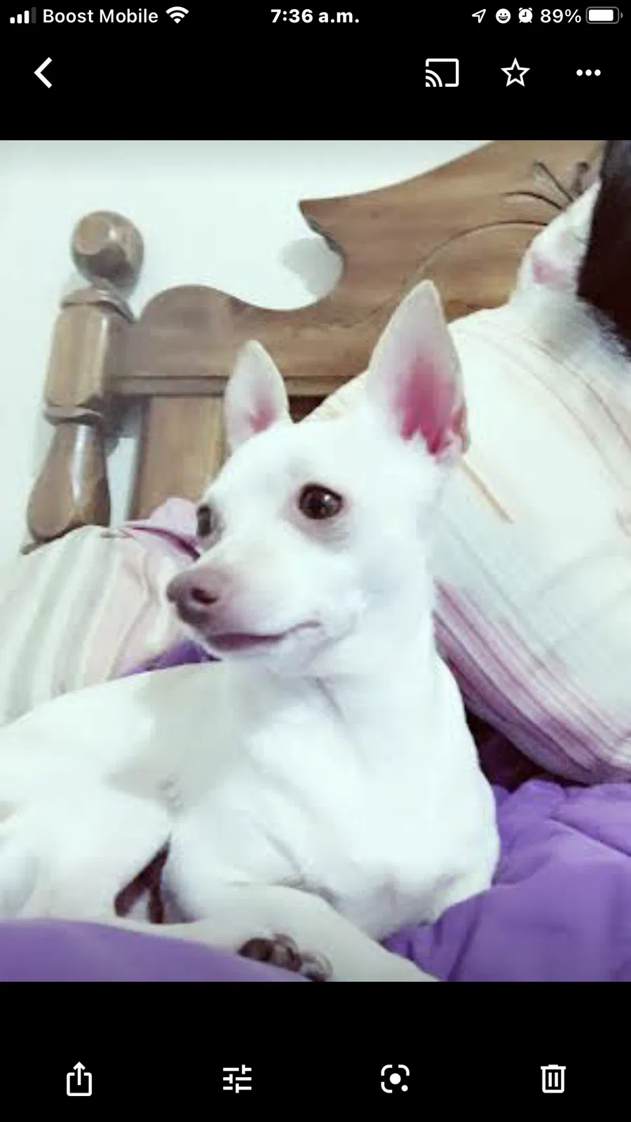 Lost dog in Albuquerque, NM, 87108
