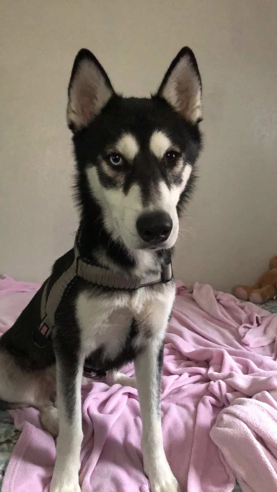 Lost dog in Tampa, FL, 33619