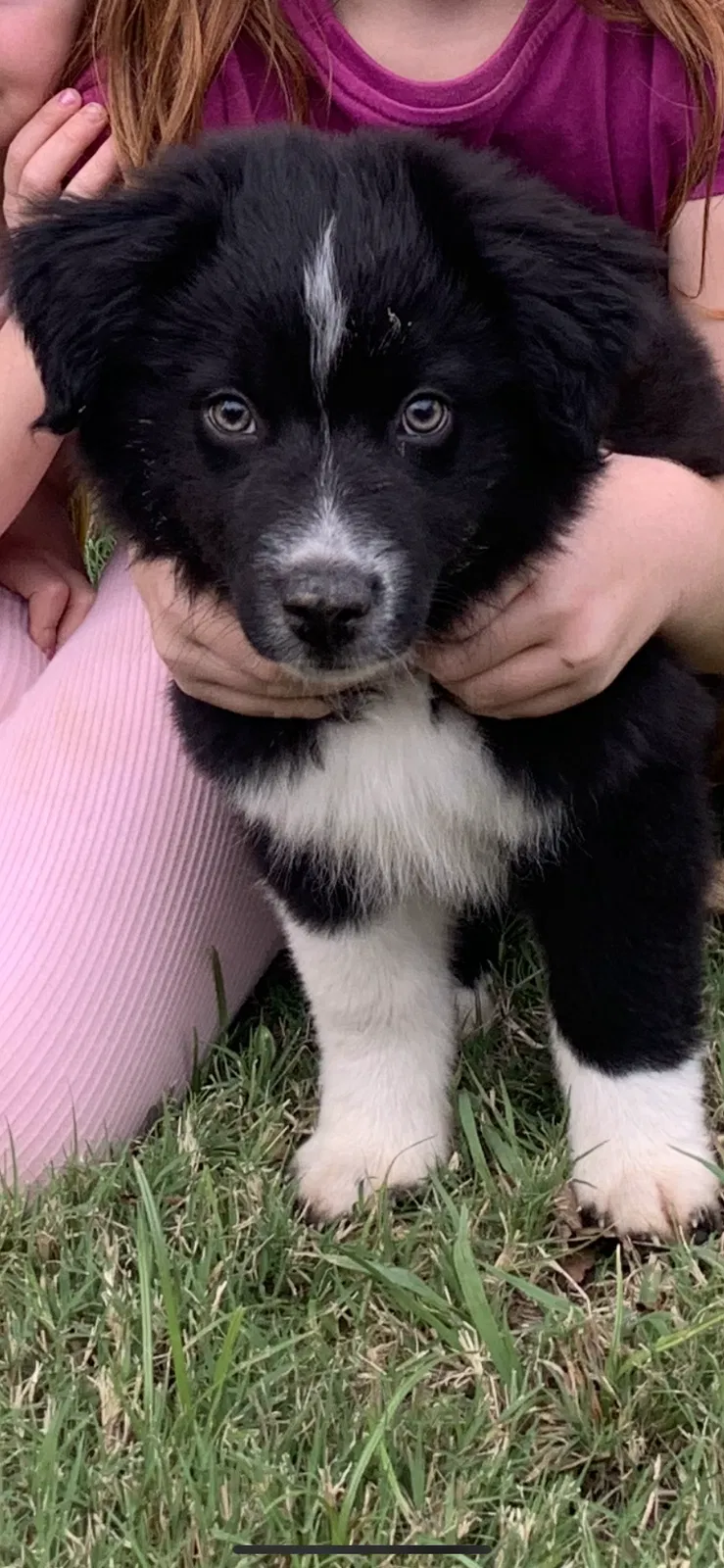 Lost dog in Greenville, TX, 75401