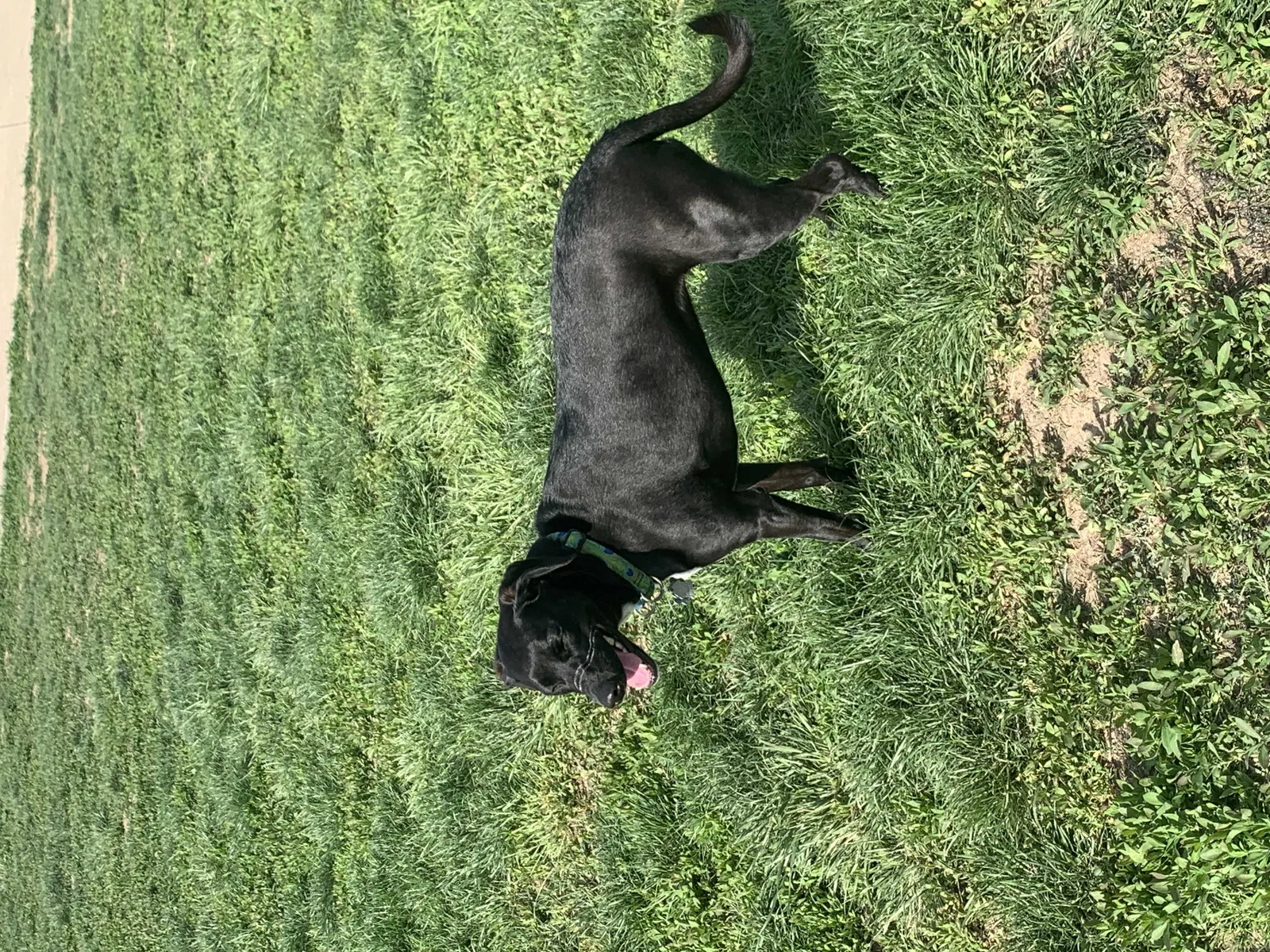 Lost dog in Kansas City, MO, 64105