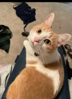 Lost cat in Harrison, OH, 45030