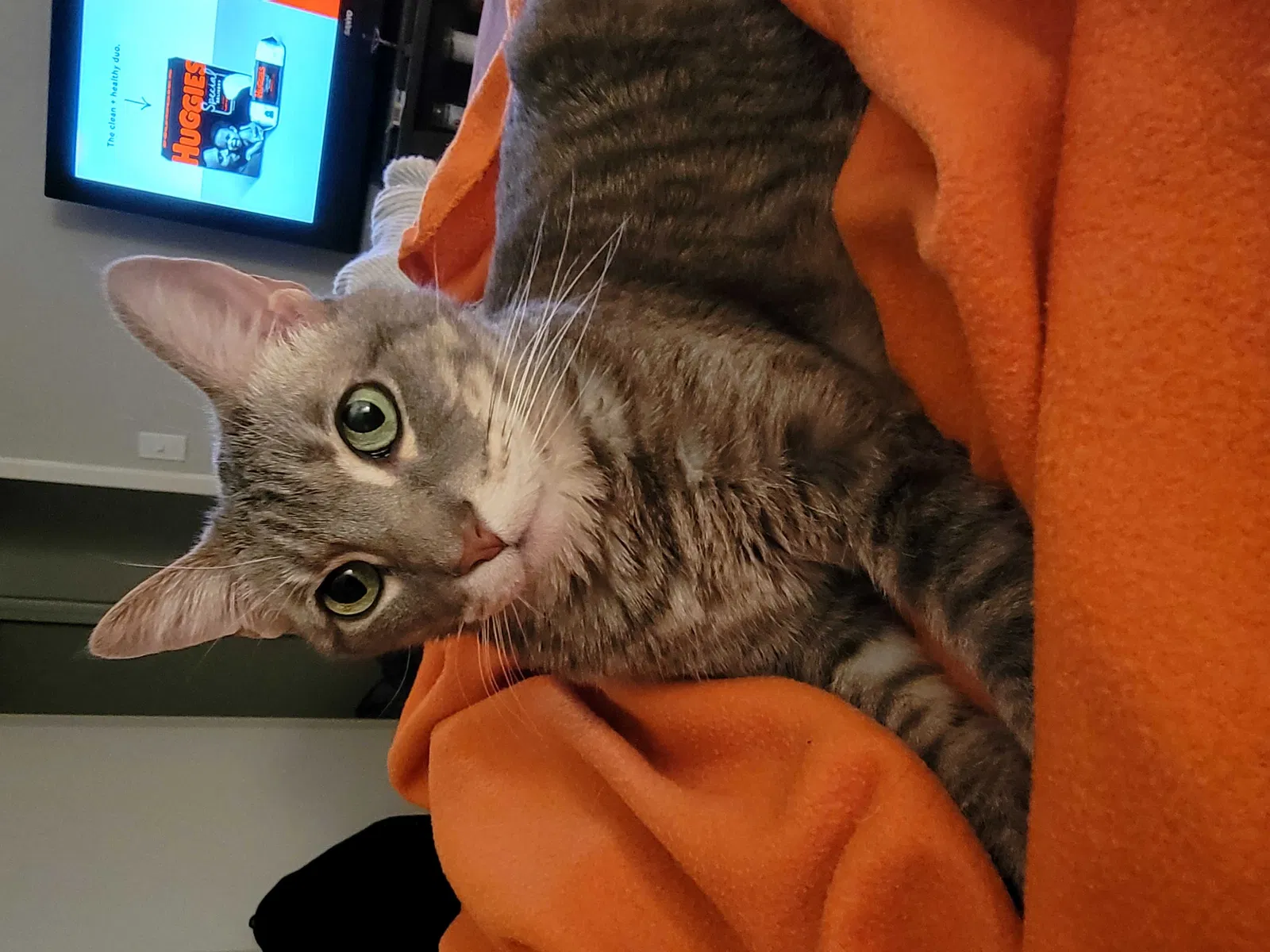 Lost cat in Fort Worth, TX, 76116