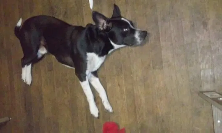 Lost dog in Lathrop, MO, 64465