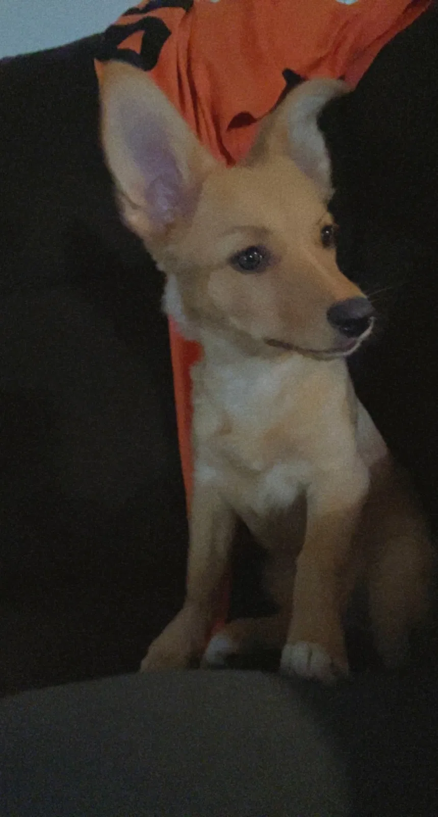 Lost dog in Fresno, CA, 93728