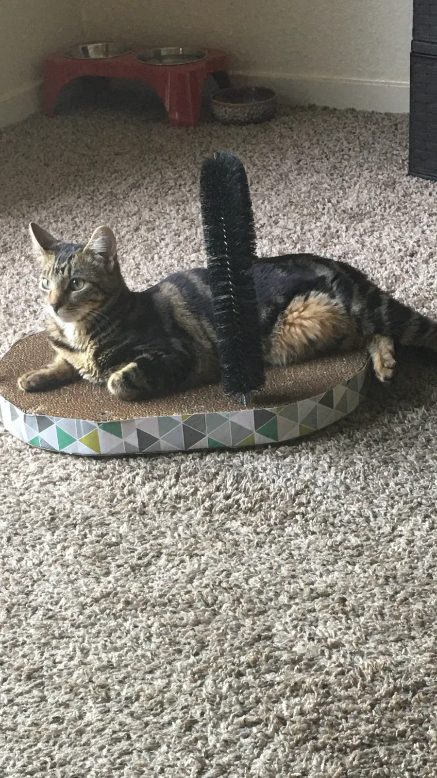 Lost cat in Stockton, CA, 95207