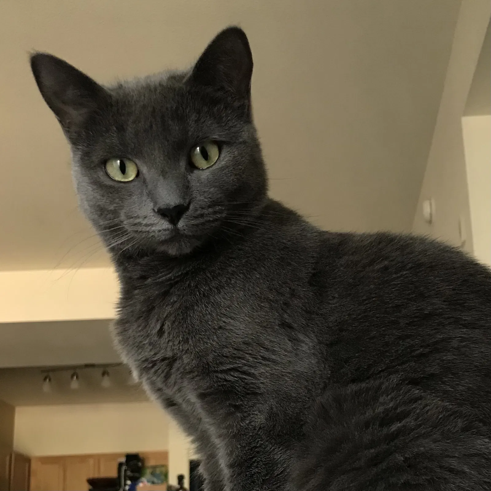 Lost cat in Oklahoma City, OK, 73122