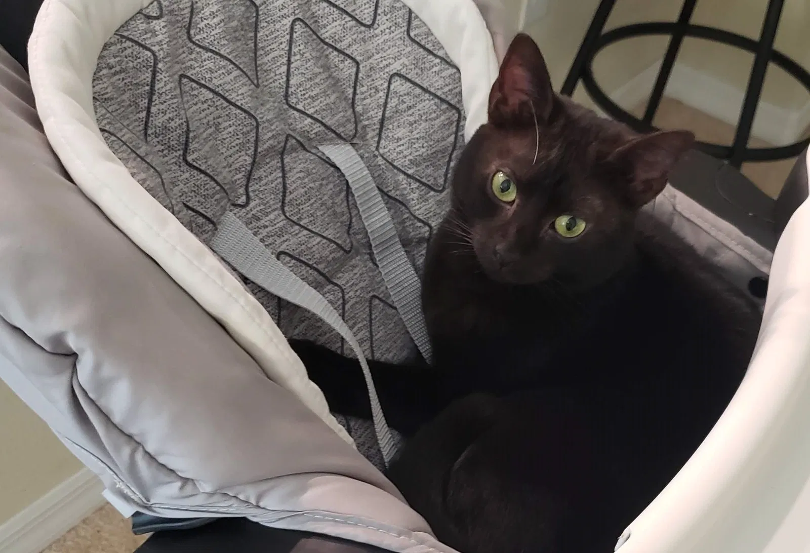 Lost cat in Hudson, FL, 34669