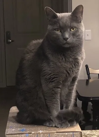 Lost cat in Cincinnati, OH, 45241