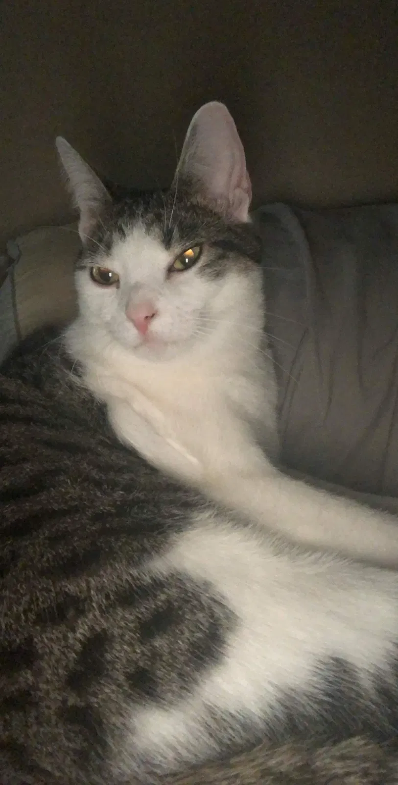 Lost cat in Milford, OH, 45150