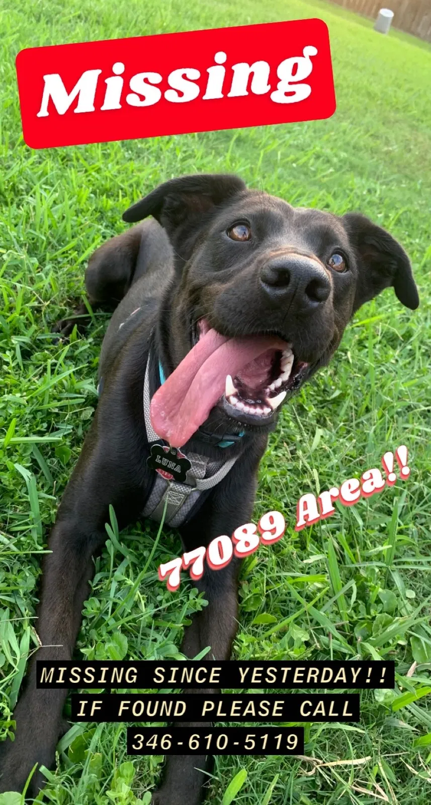 Lost dog in Houston, TX, 77089