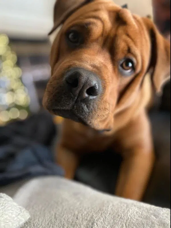 Lost dog in Spring, TX, 77379