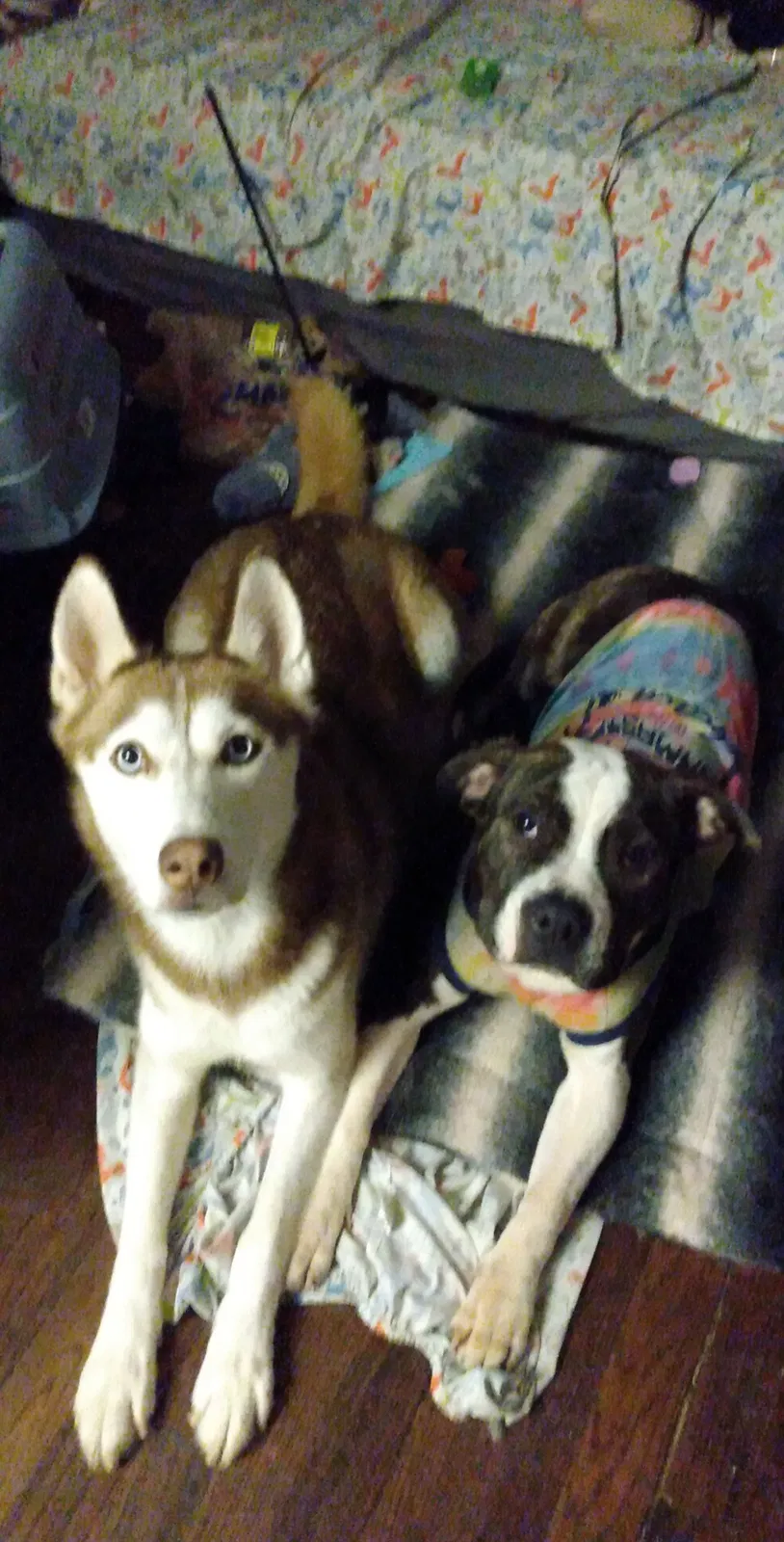Lost dog in Chicago, IL, 60621