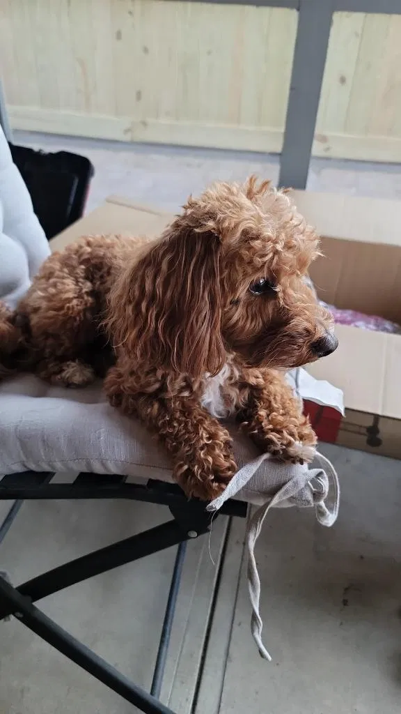 Lost dog in Belleville, IL, 62223