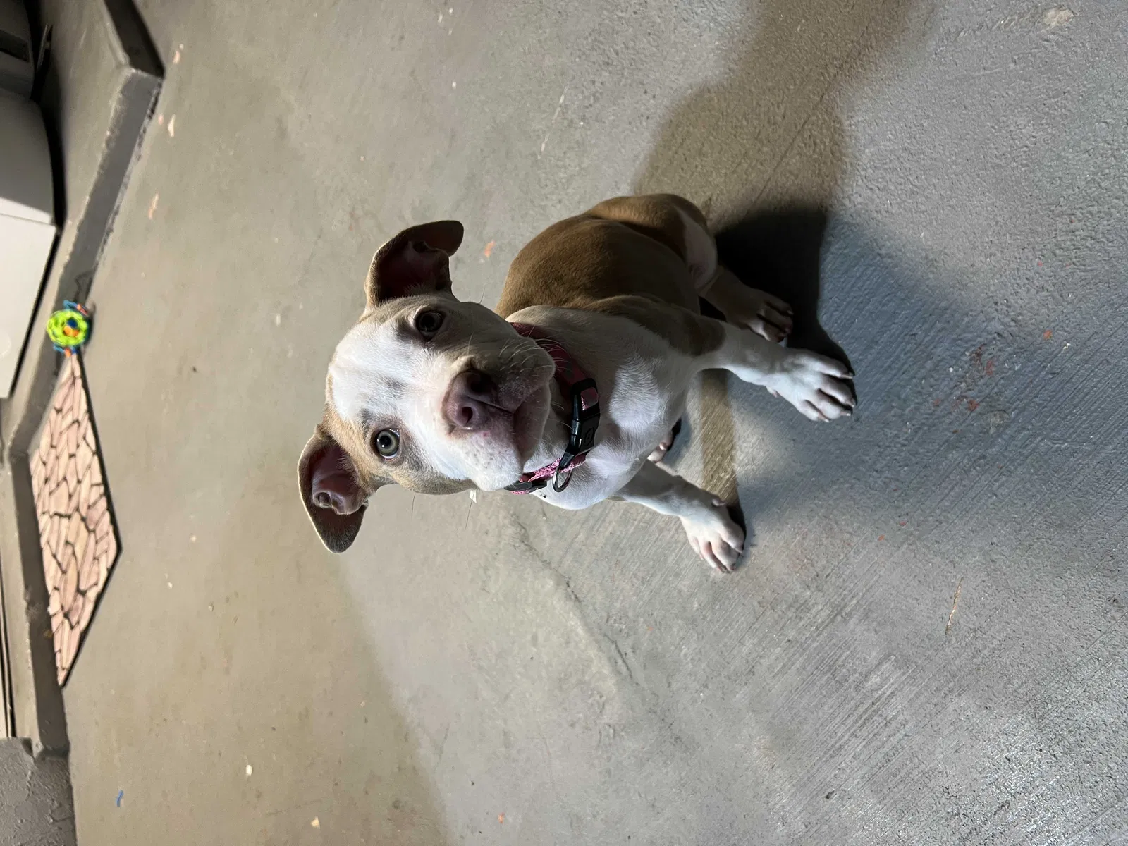 Lost dog in Homestead, FL, 33032