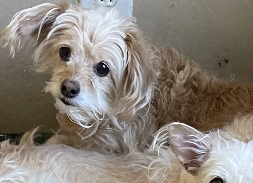 Lost dog in San Tan Valley, AZ, 85143
