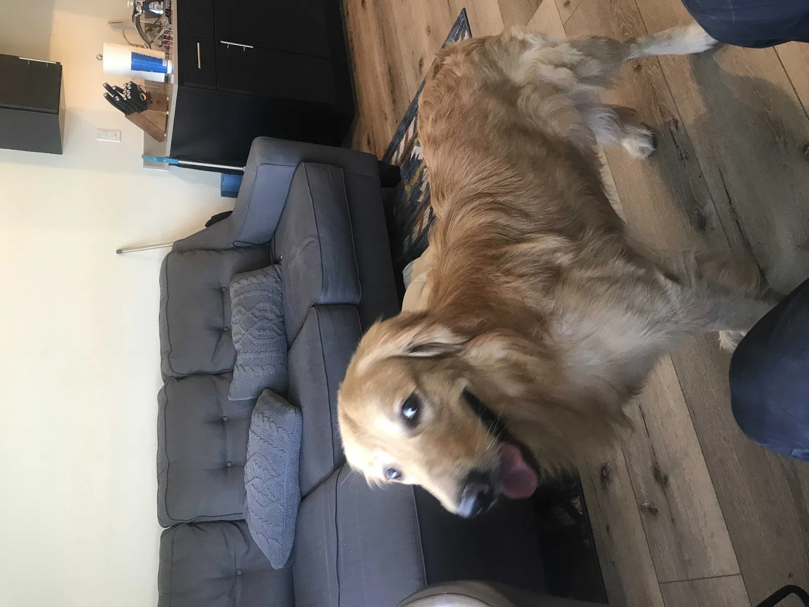 Lost dog in Vancouver, WA, 98663