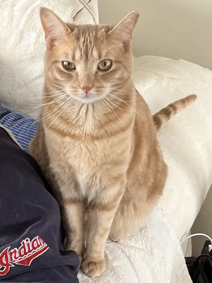 Lost cat in Cleveland, OH, 44130