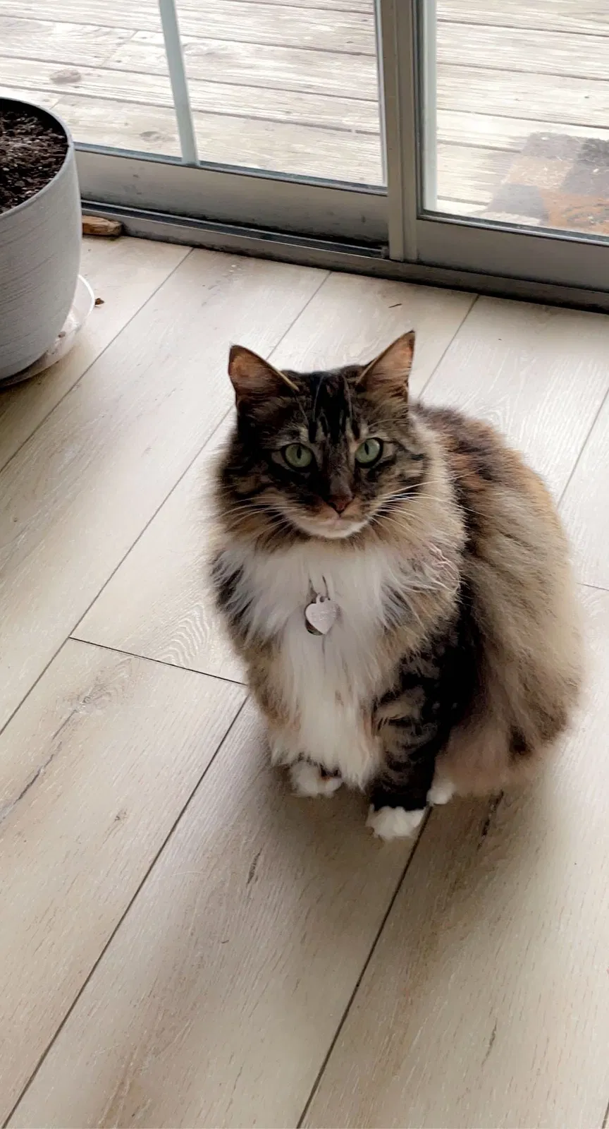 Lost cat in Searcy, AR, 72143