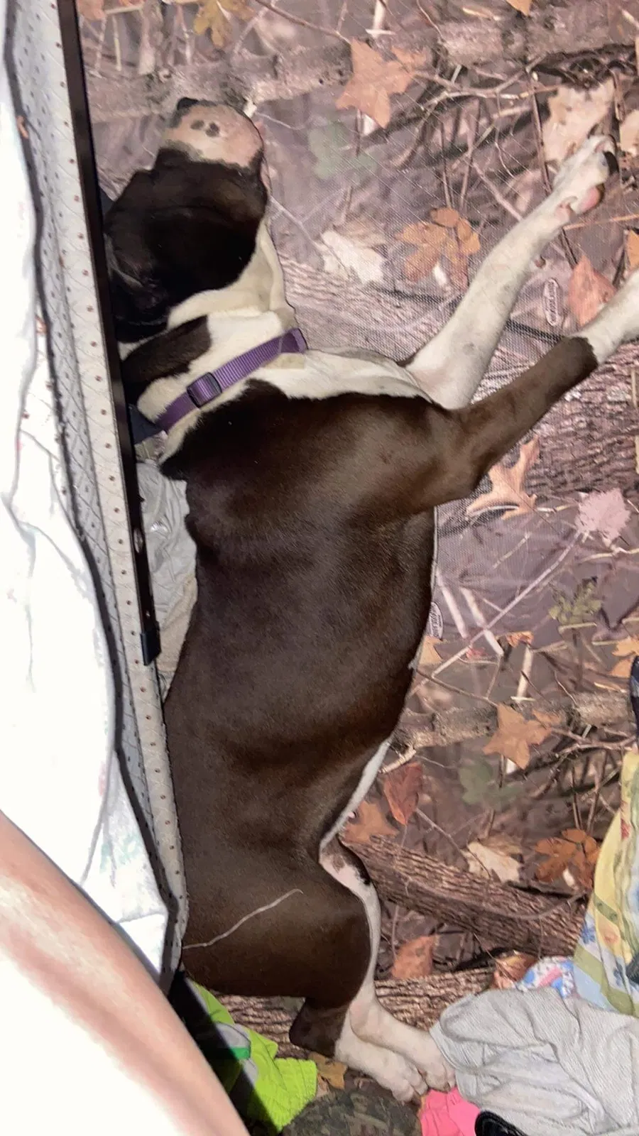 Lost dog in Wilmer, AL, 36587