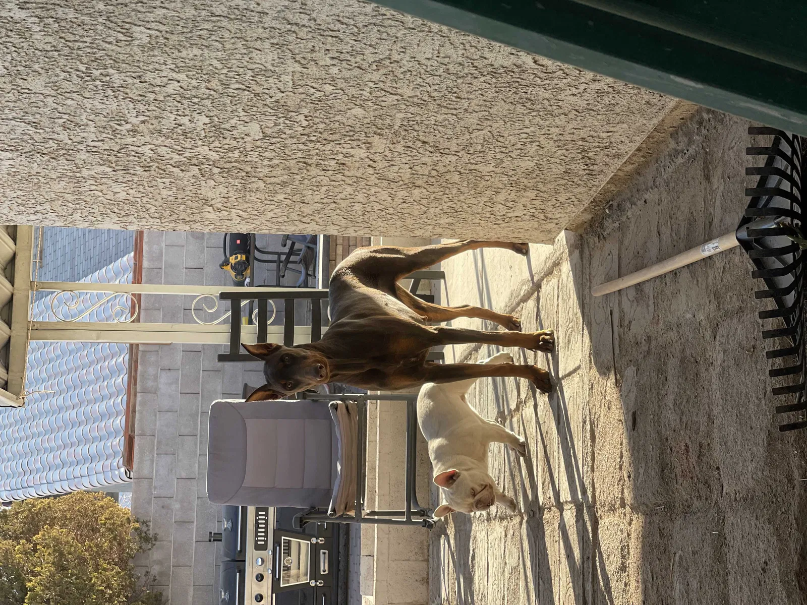 Lost dog in Las Vegas, NV, 89110