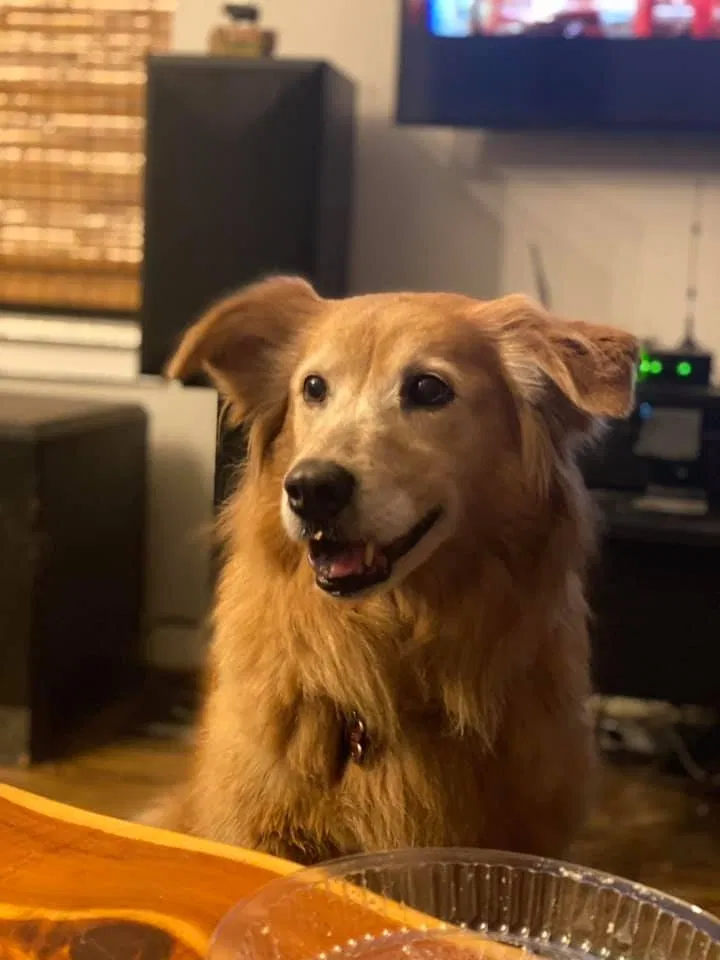 Lost dog in Houston, TX, 77023