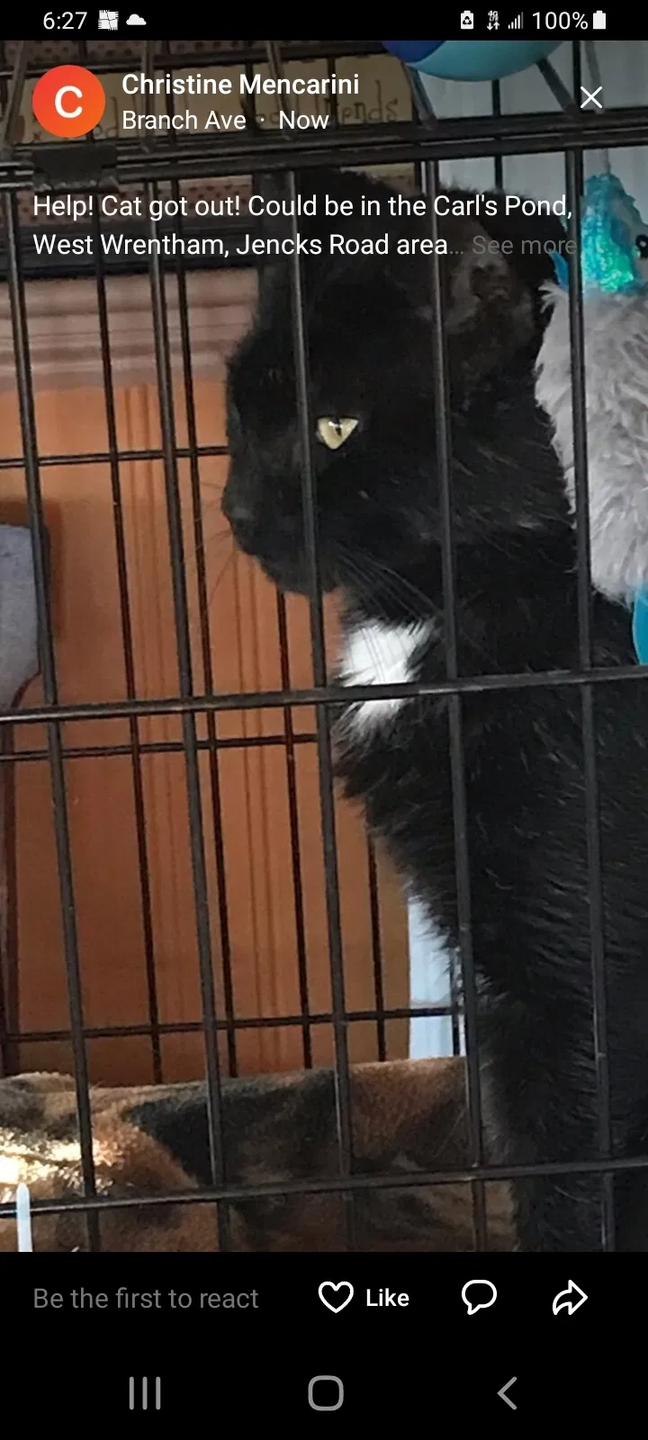 Lost cat in Cumberland, RI, 2864