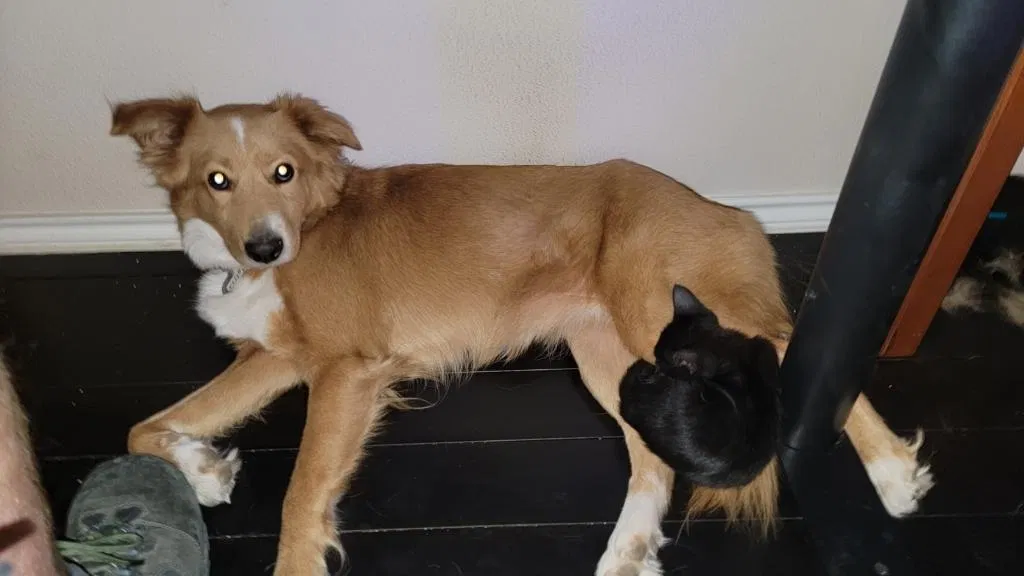 Lost dog in San Antonio, TX, 78213