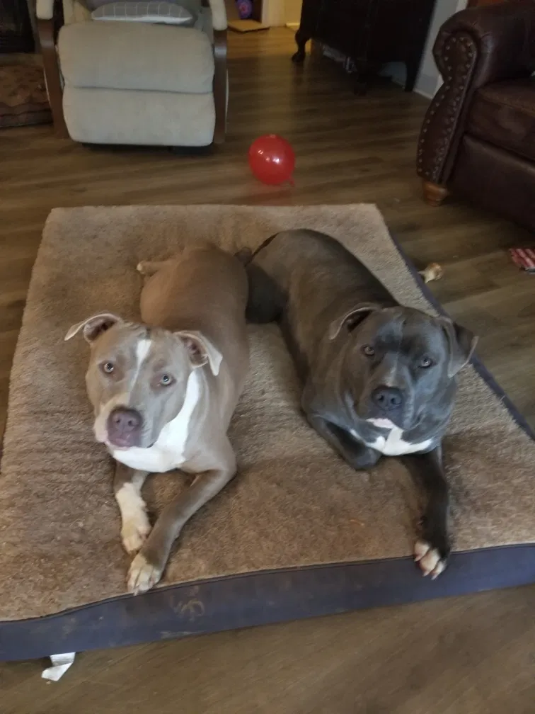 Lost dog in Nashville, NC, 27856