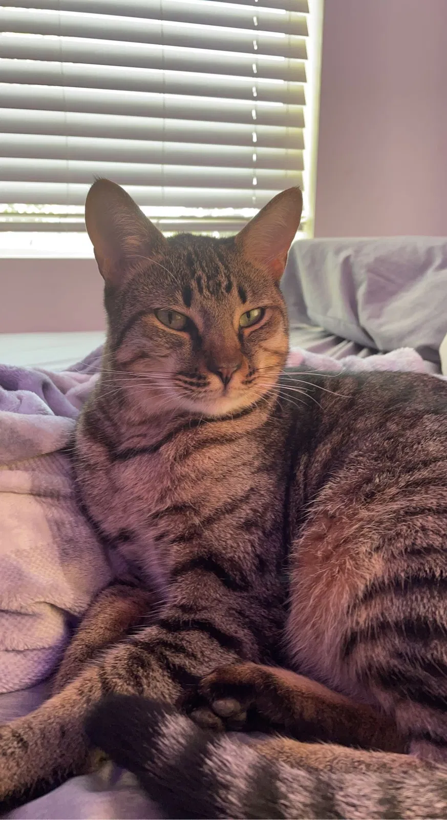 Lost cat in Mission Viejo, CA, 92692