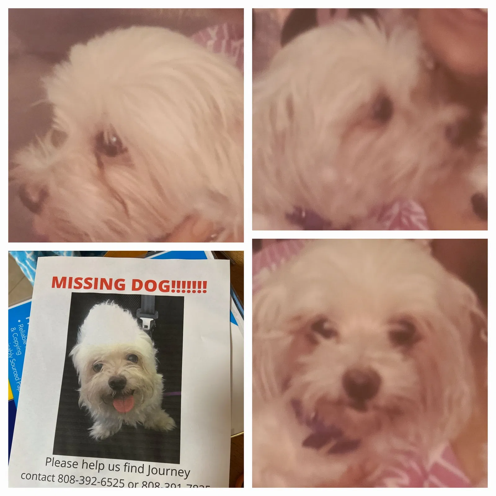Lost dog in Honolulu, HI, 96817