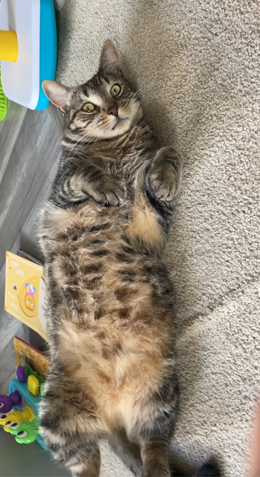 Lost cat in Madison Heights, MI, 48071