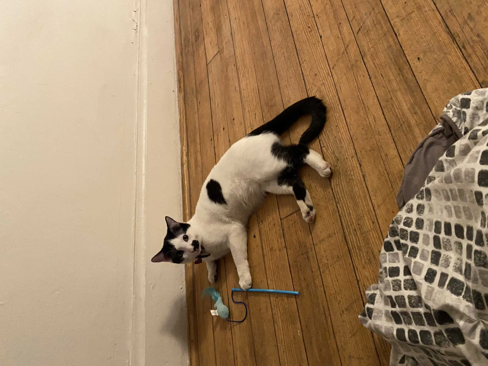 Lost cat in El Paso, TX, 79902