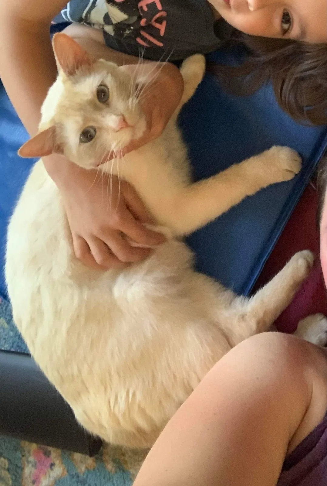 Lost cat in Chula Vista, CA, 91913