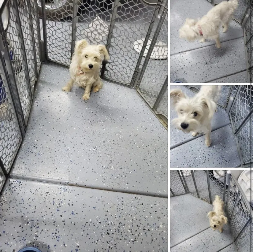 Lost dog in Apple Valley, CA, 92308