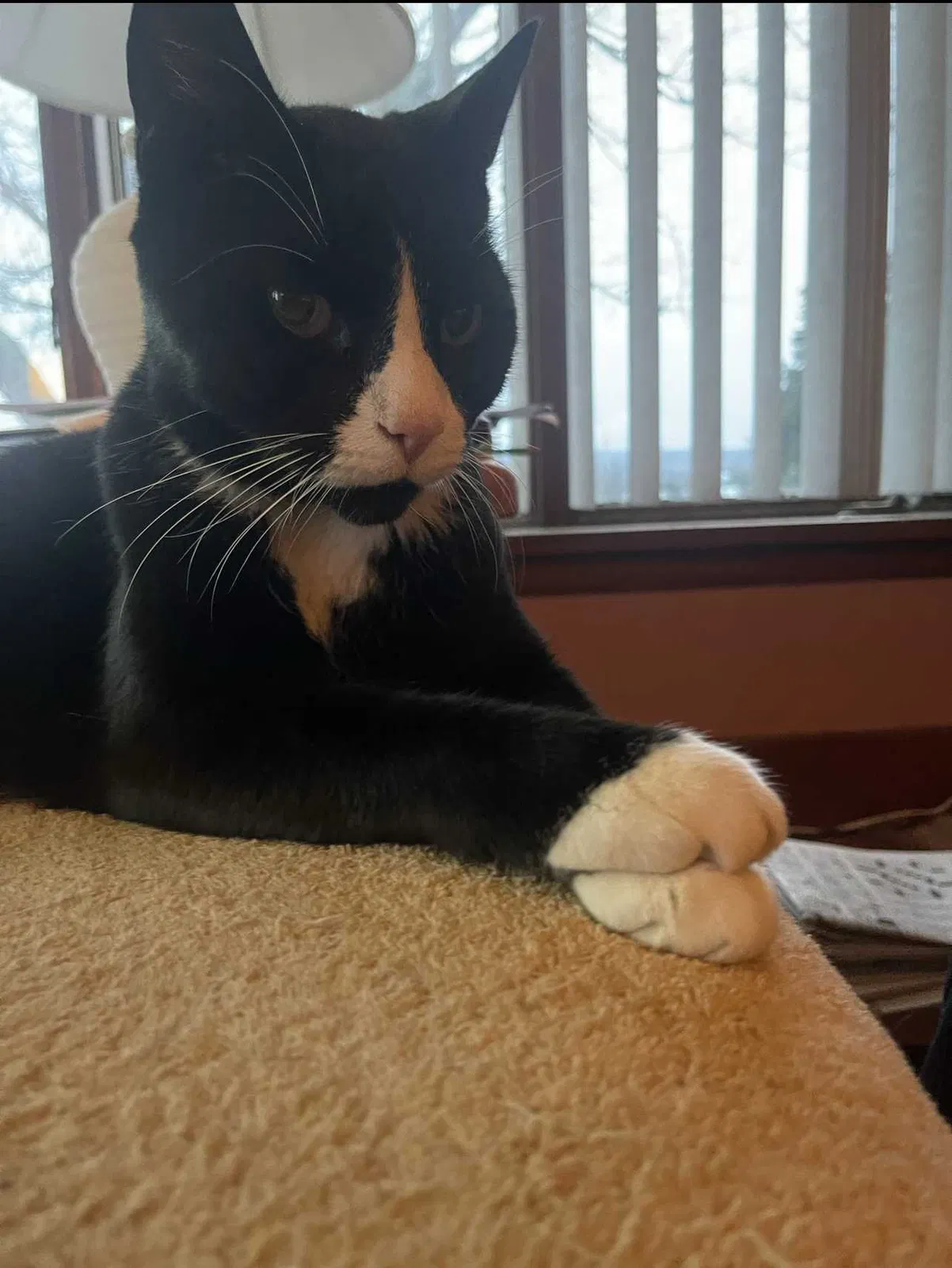 Lost cat in Farmington, NY, 14425