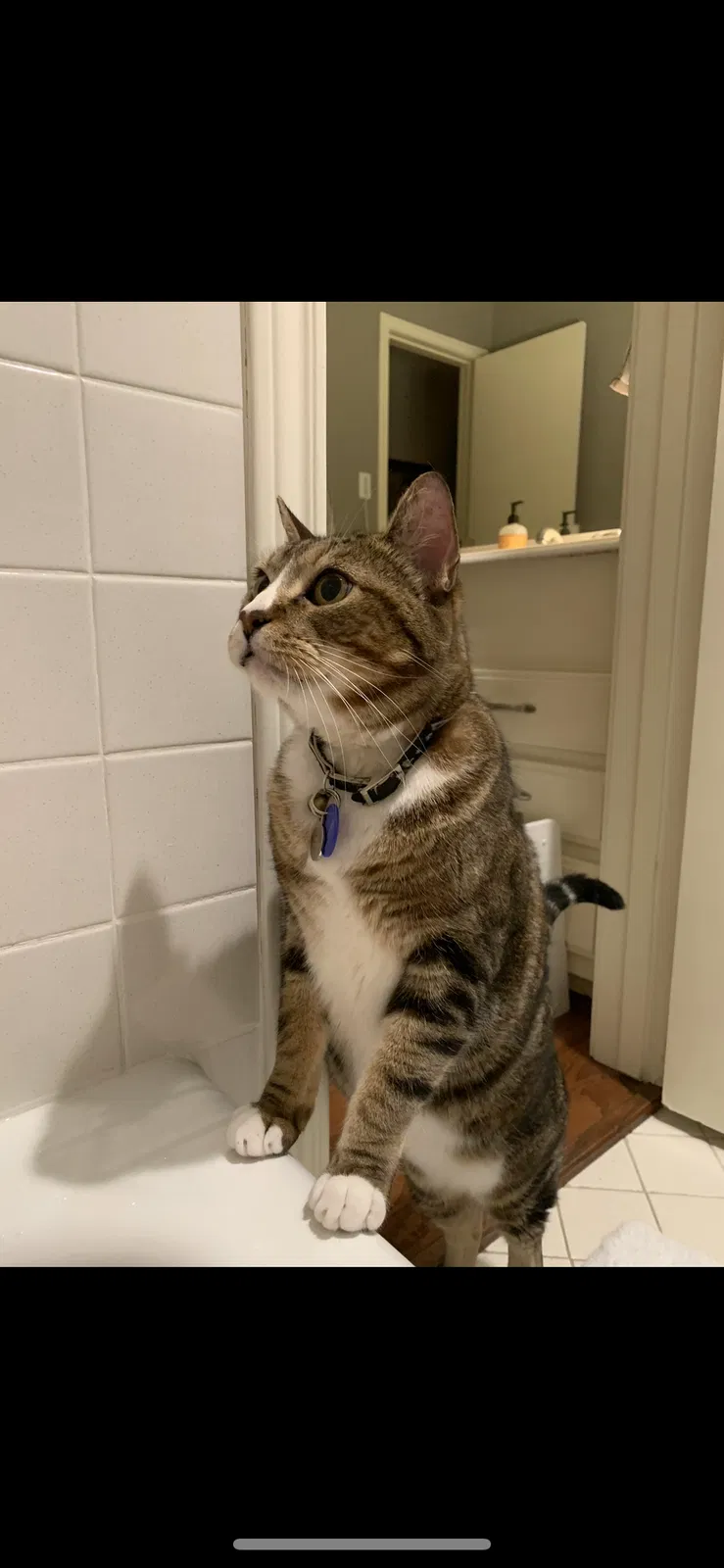 Lost cat in Houston, TX, 77042