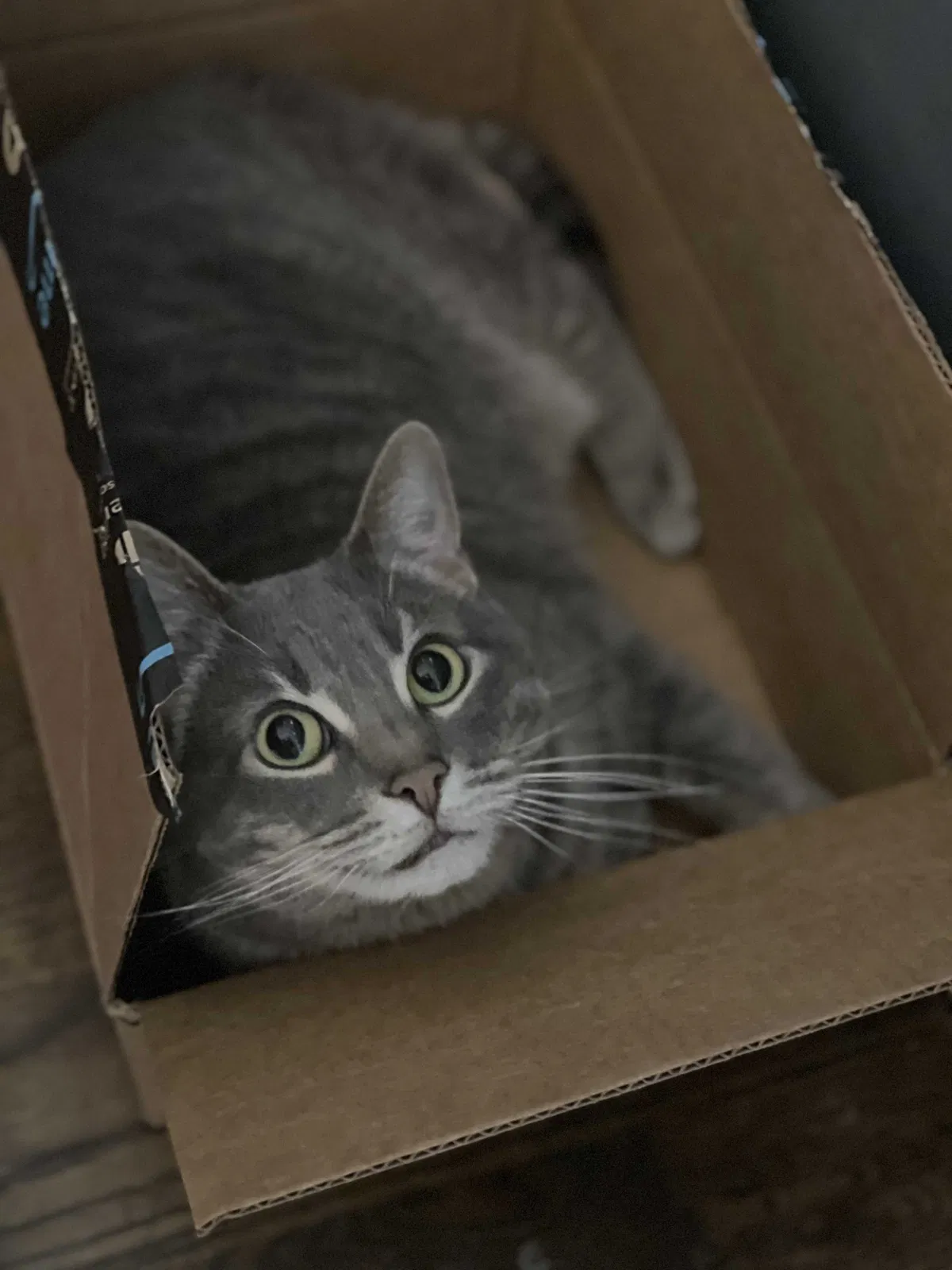 Lost cat in Olathe, KS, 66061