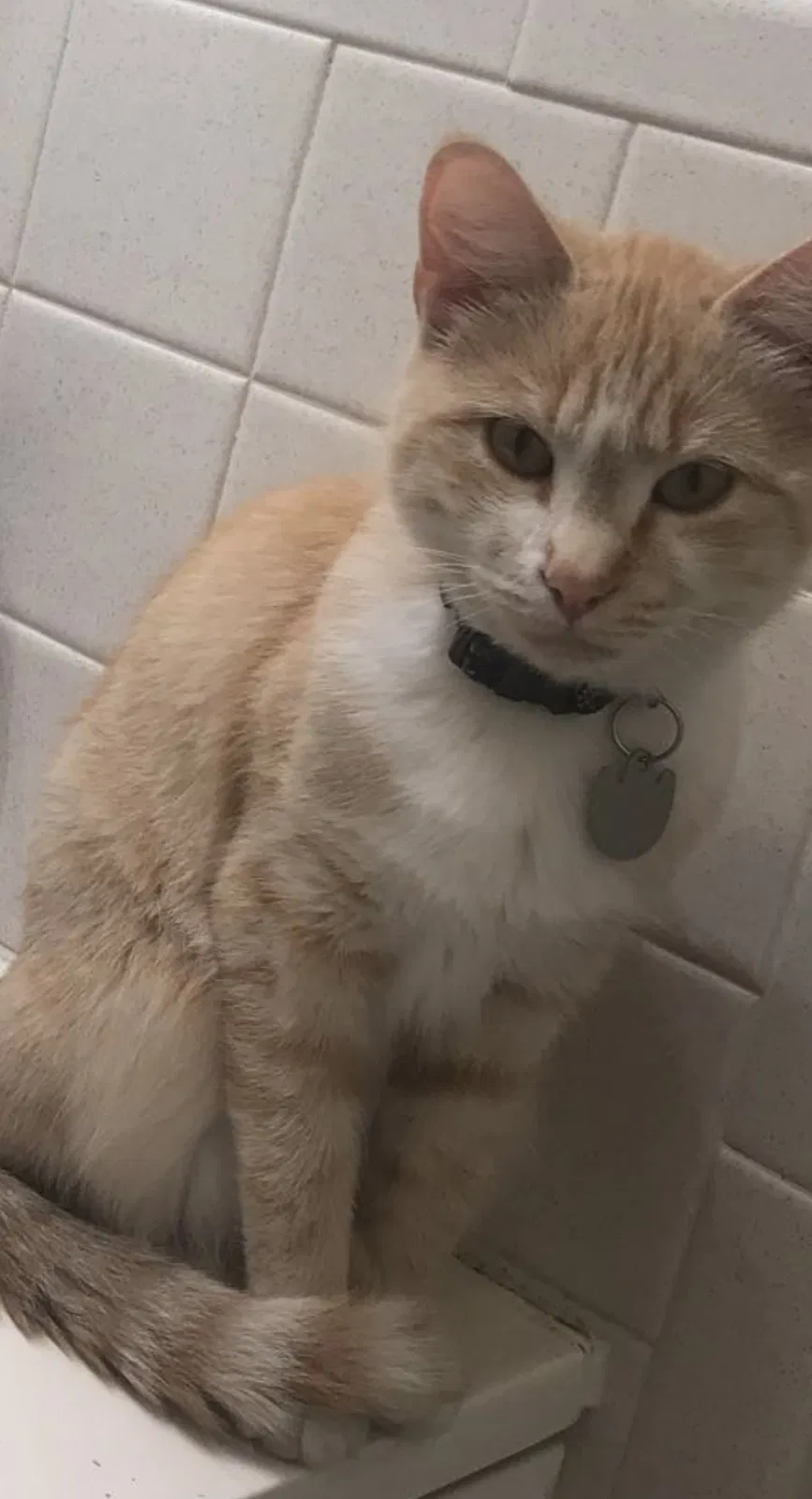 Lost cat in Killeen, TX, 76541