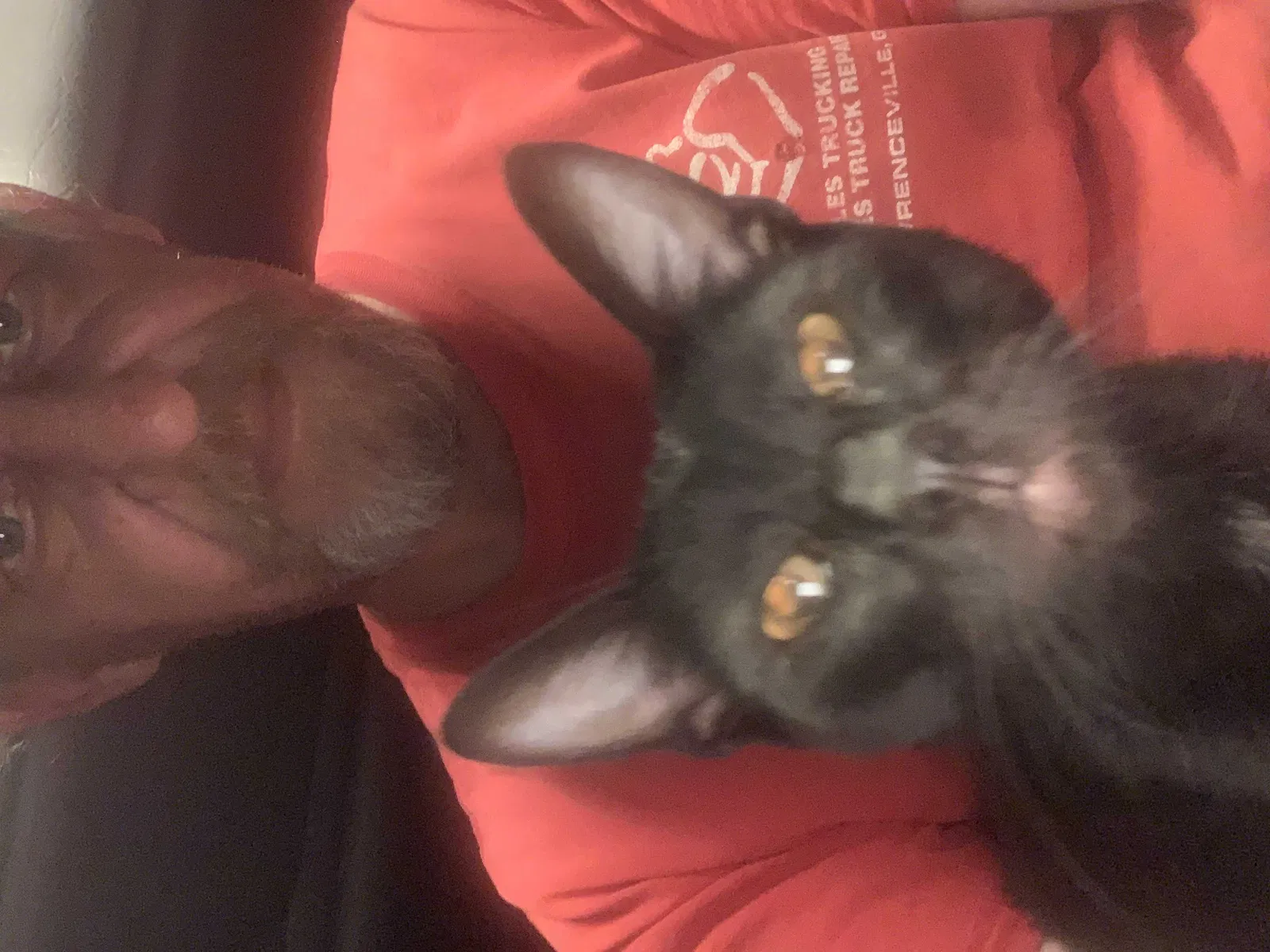 Lost cat in Waterford, CT, 6385