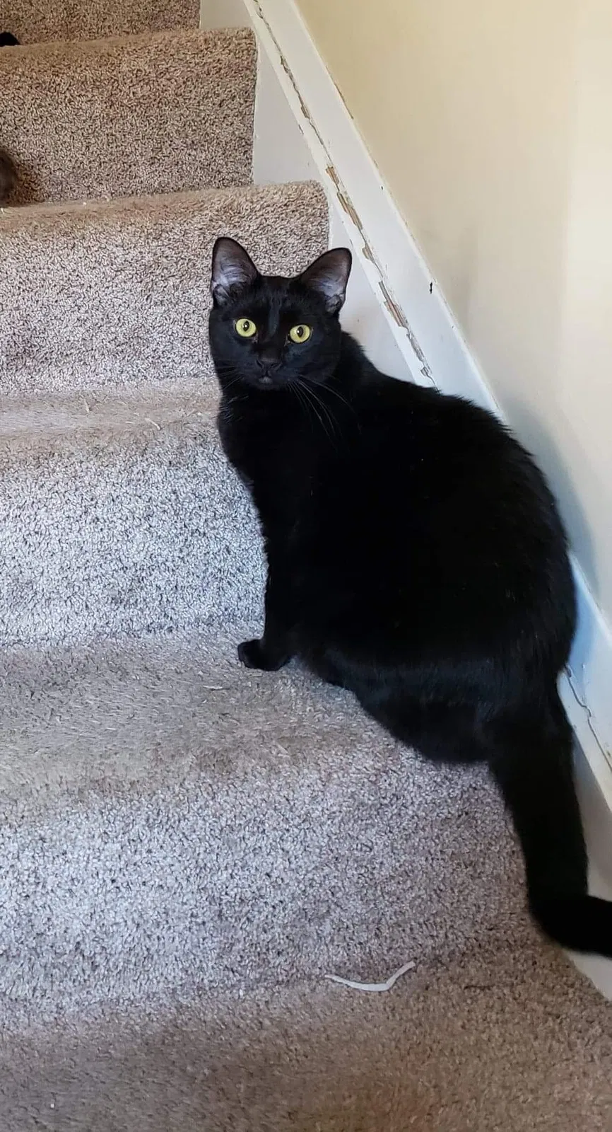 Lost cat in Valparaiso, IN, 46385