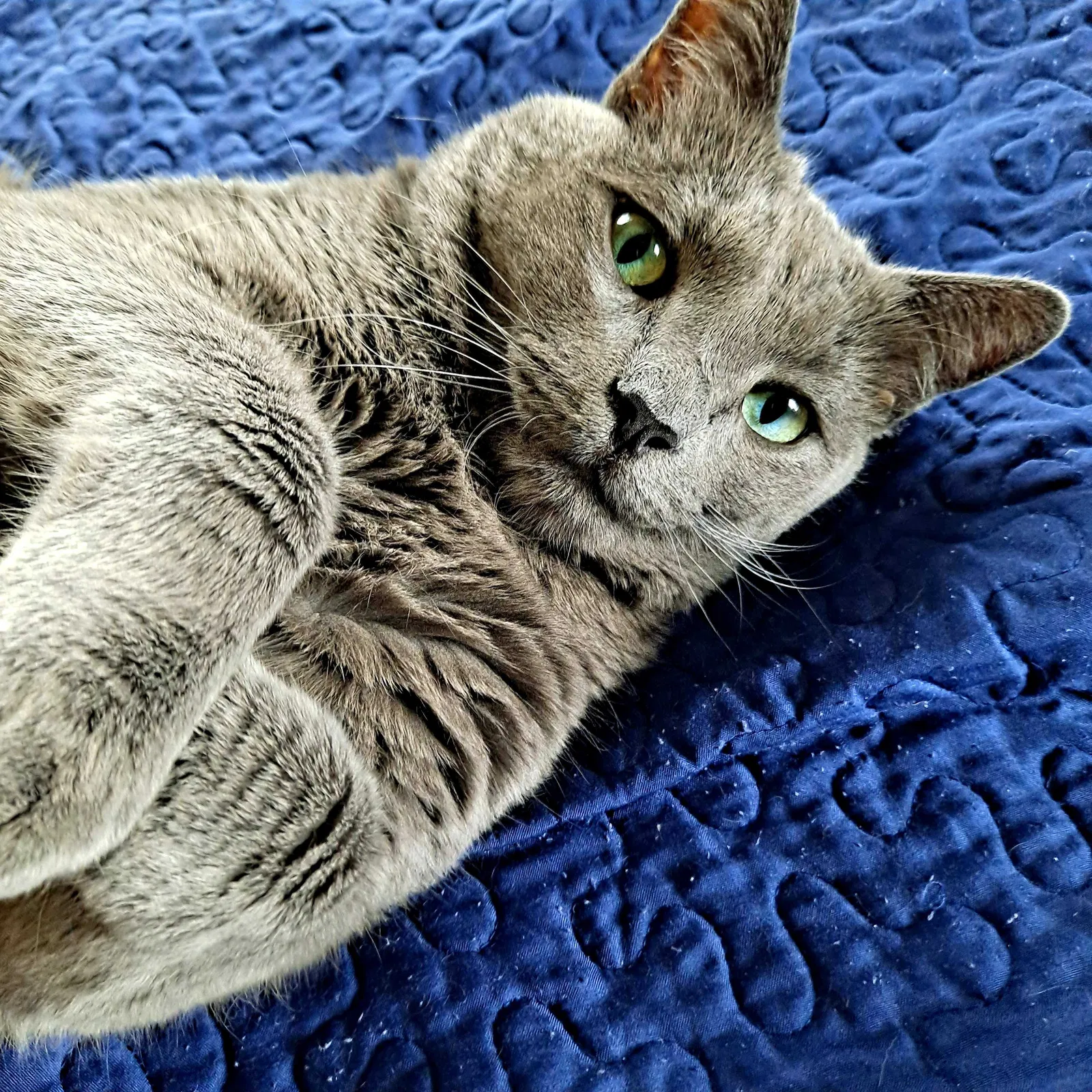 Lost cat in Kingwood, TX, 77339