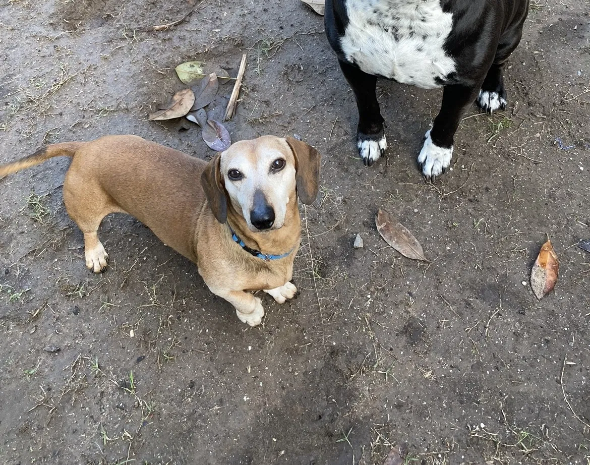 Lost dog in San Diego, CA, 92113