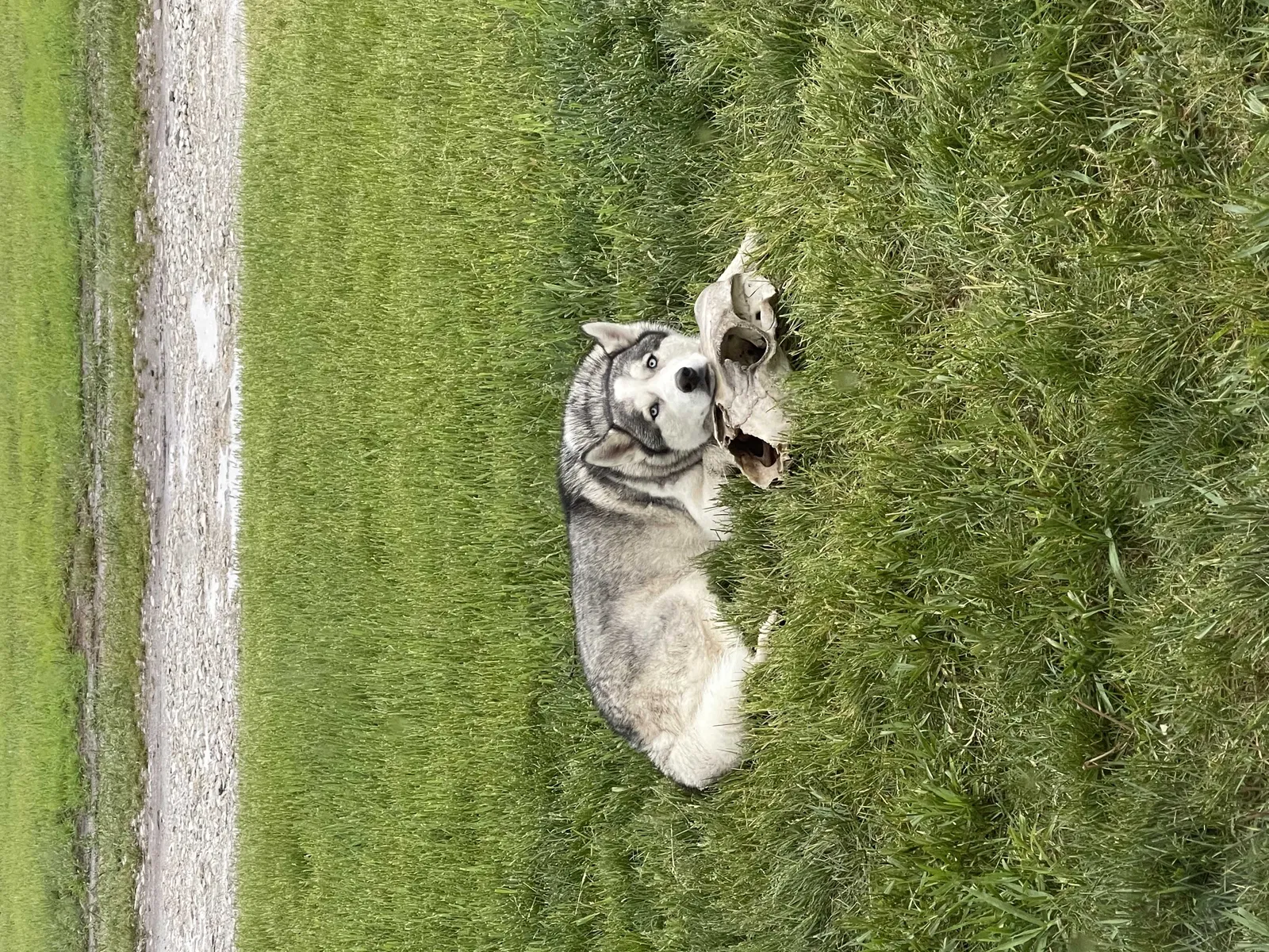 Lost dog in Dallas Center, IA, 50063