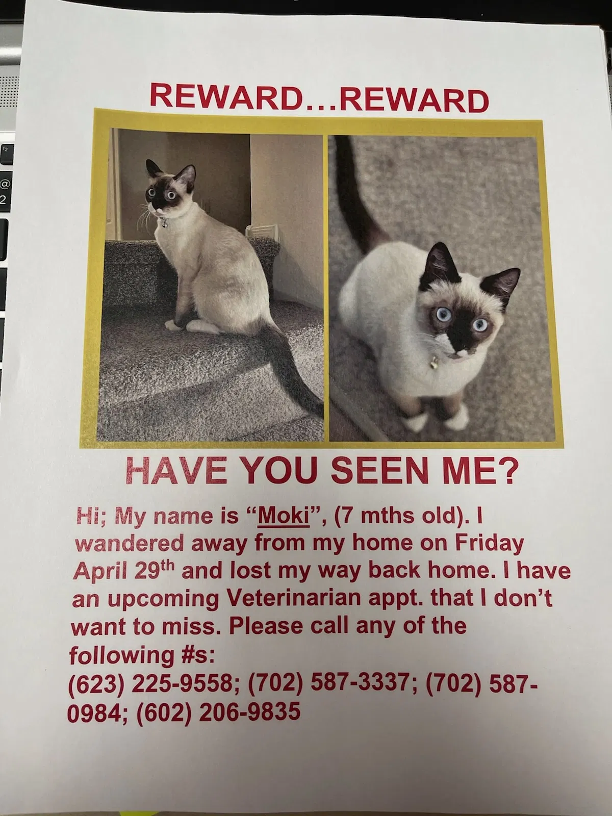 Lost cat in Buckeye, AZ, 85396