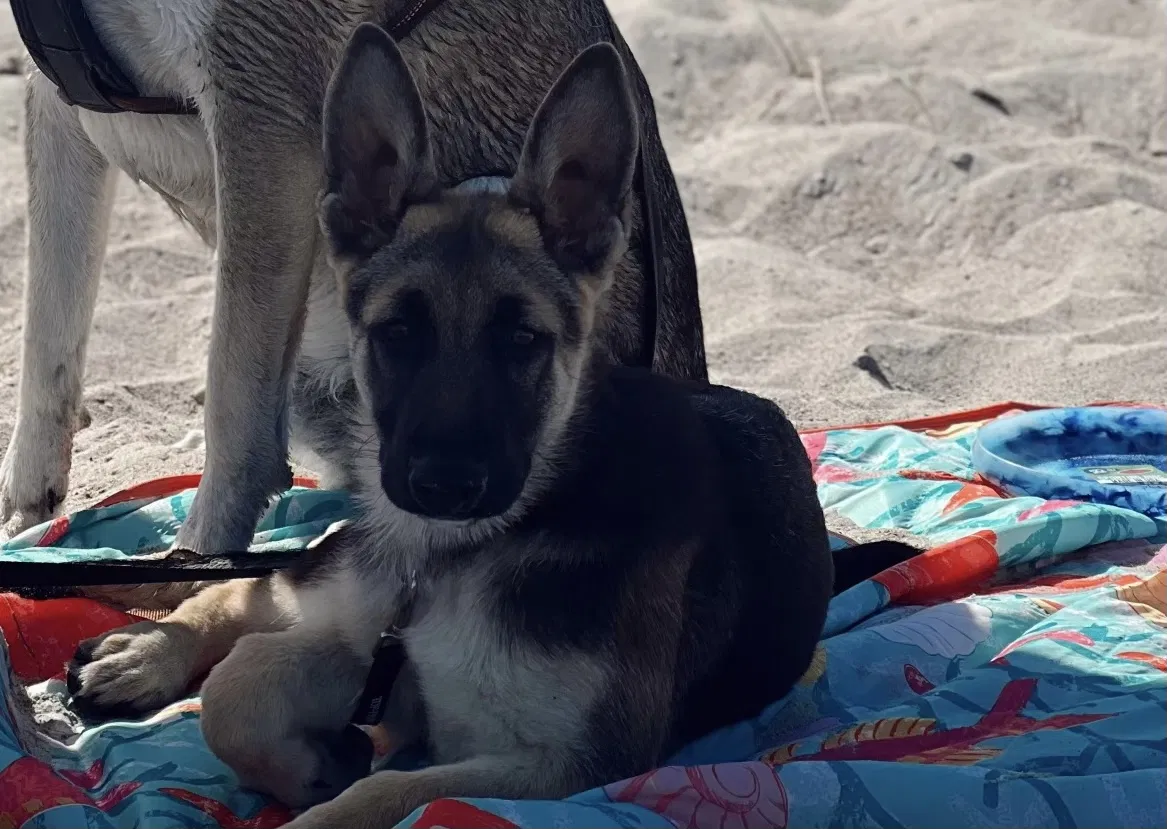 Lost dog in Pikeville, NC, 27863