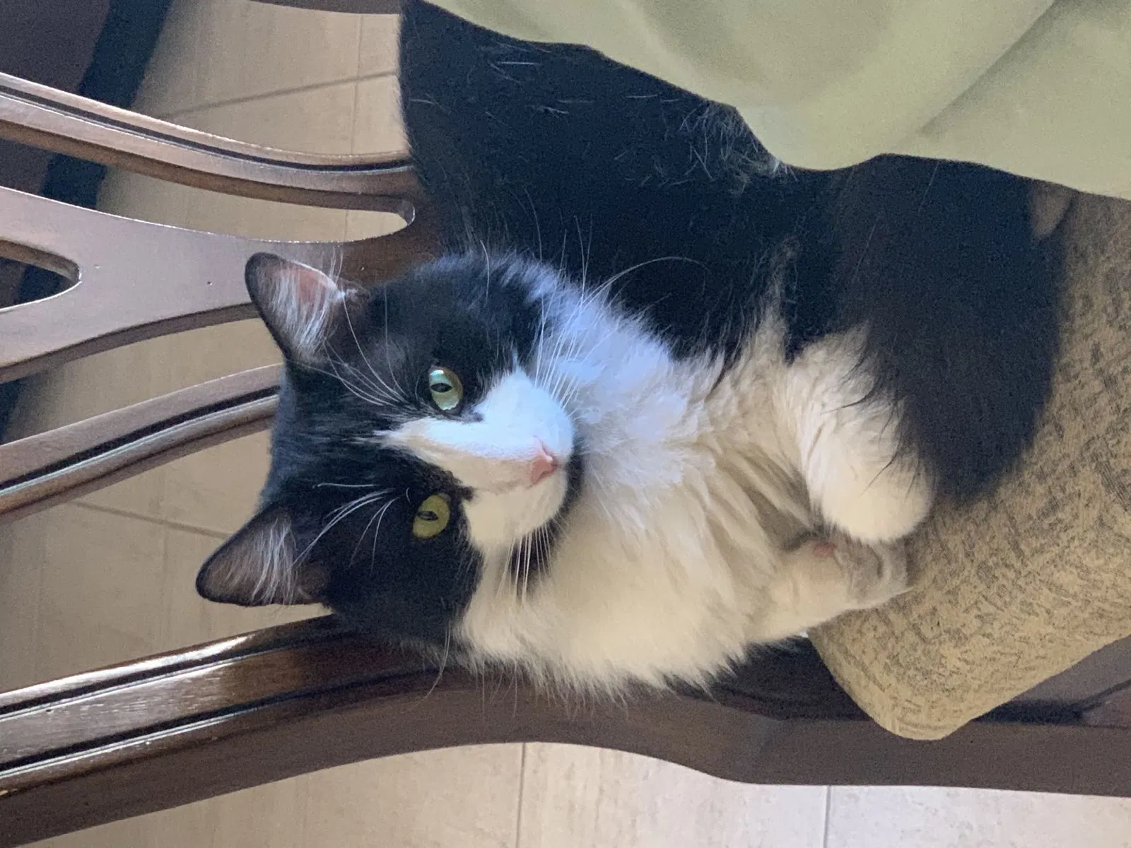Lost cat in Chandler, AZ, 85249