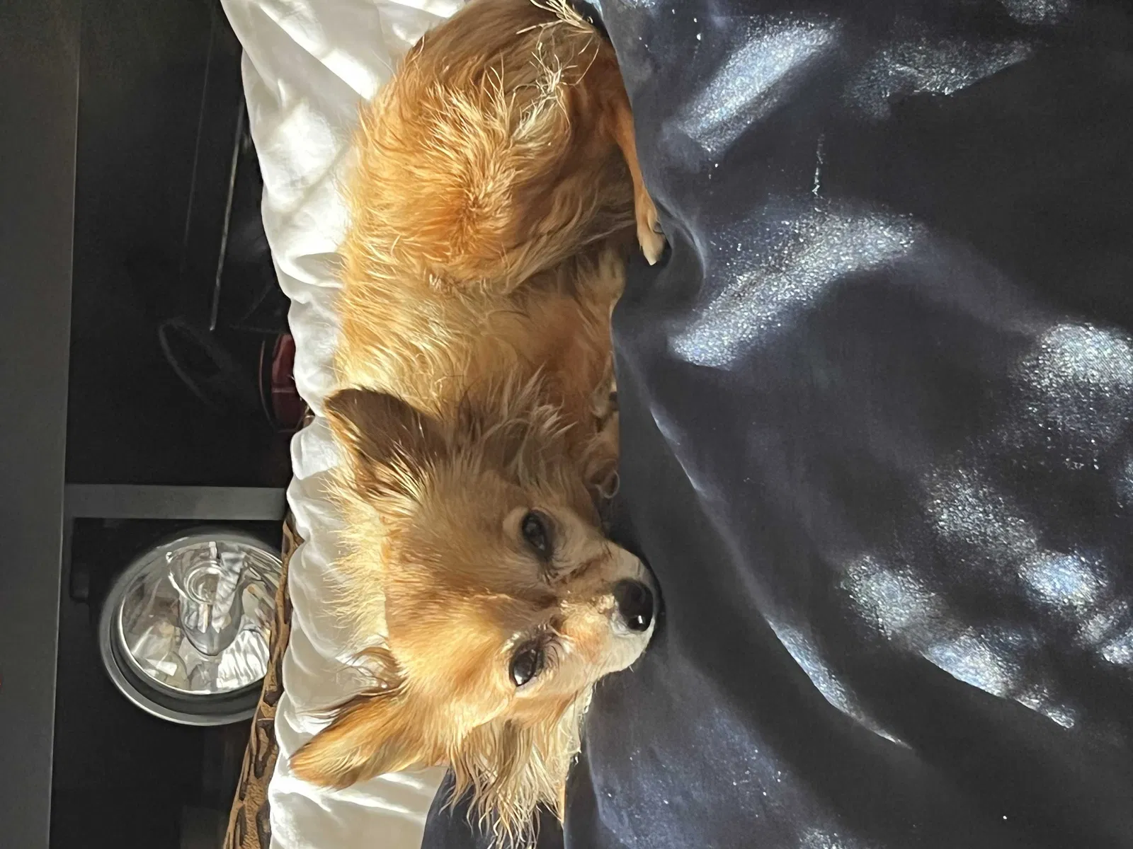 Lost dog in Moreno Valley, CA, 92557