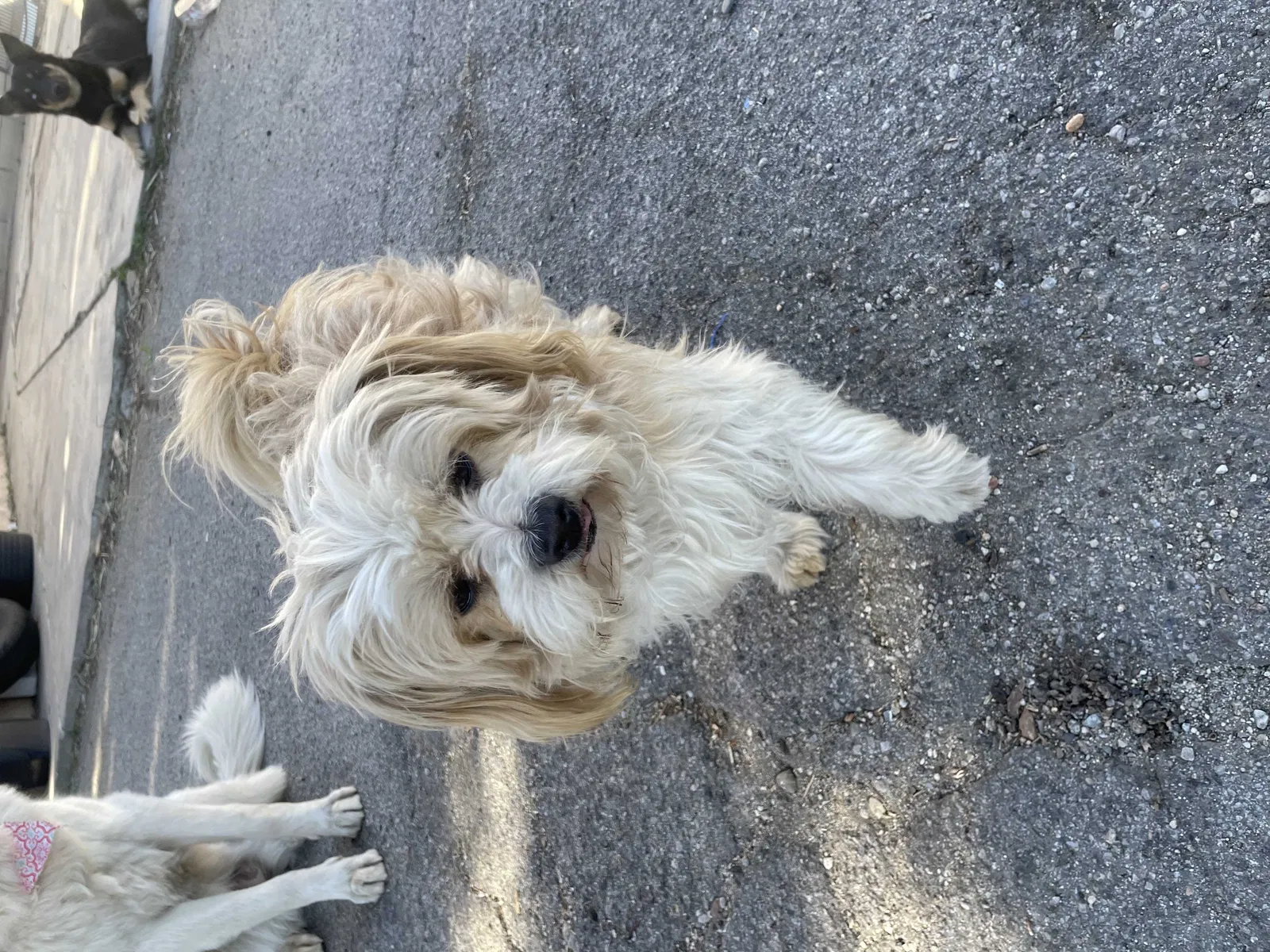 Lost dog in Newhall, CA, 91321