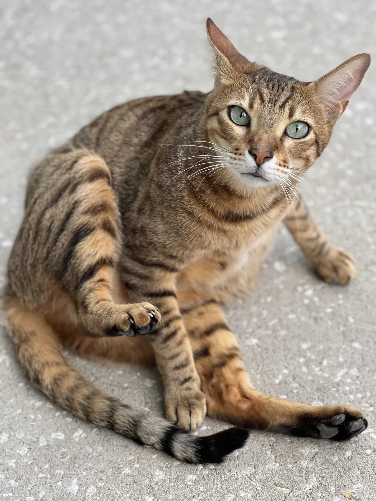 Lost cat in Windermere, FL, 34786
